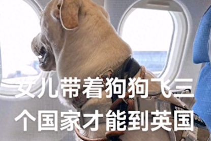 女儿要去英国留学，爸爸担心她会孤单，便决定将狗狗也送去陪她！