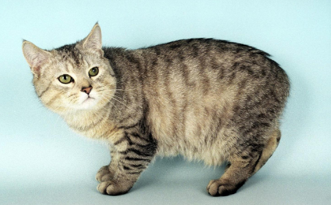 天生断尾的猫叫什么