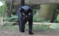 玄猫一般体重多重多少斤