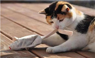 猫咪会乱咬东西