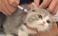猫咪是不是不用打疫苗了呢