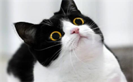 乌云盖雪猫和戴孝猫的区别