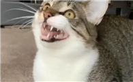 猫咪为什么晚上对主人呲牙呢