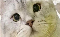 猫在家为什么会圆眼睛呢