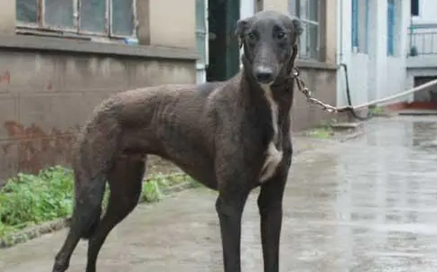 格力犬怎么调理状态呢