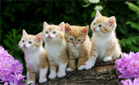 猫咪为什么要喂东西怎么办