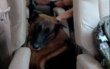 饲养员要退伍了，警犬不舍跑到车上待着，还挡住司机不让他开车！