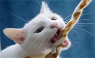 猫咪为什么要乱咬东西是什么原因引起的