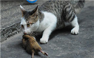 猫咪都会捉耗子吗为什么呢