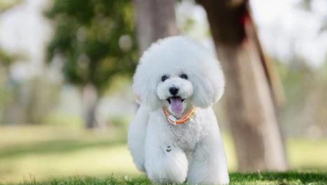 如何给比熊犬挑选合适的狗粮 如何给比熊犬挑选合适的狗粮