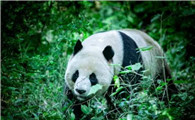大熊猫降级是怎么回事