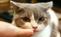 猫咪有时为什么很敌视主人
