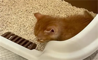 猫咪为什么不要出门拉屎