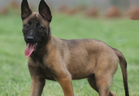 一文详解：马里努阿犬形态性格特征介绍