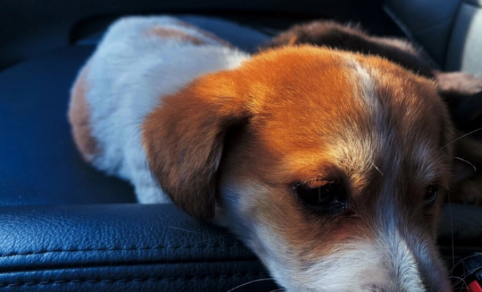 这6种“看家犬”,勇猛又护主,值得饲养! 这6种“看家犬”,勇猛又护主,值得饲养!