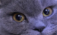 猫咪单只眼睛为什么流眼泪呢