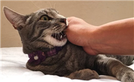 猫咪为什么盯着我手咬啊