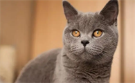 猫咪为什么总爱眯眼睛