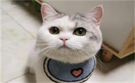猫咪为什么喜欢看屏幕啊