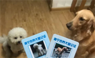 养宠物需要办理什么证件呢