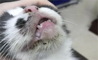 猫咪为什么黑下巴呢