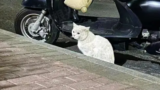 门口来了只脏兮兮的猫，看见宠物猫它满眼卑微，几个月后颜值逆袭