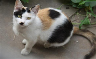 养品种猫好还是土猫好