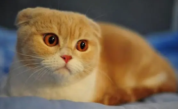短尾麒麟猫是不是很凶