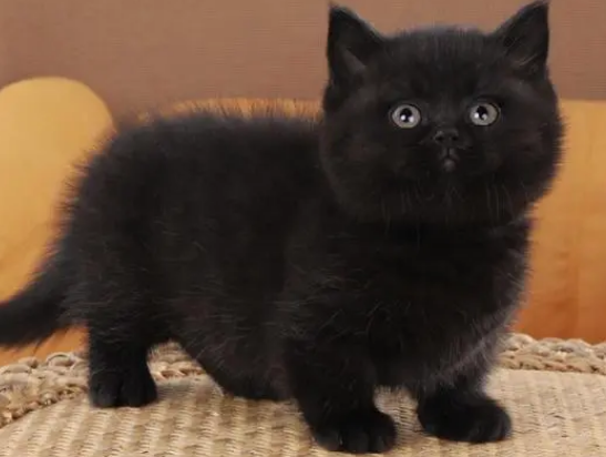 纯黑矮脚猫是什么品种