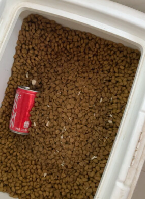 醇享狗粮好吃吗 醇享狗粮好吃吗