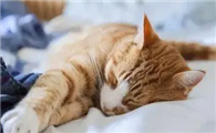 猫咪为什么喜欢看主人入睡啊