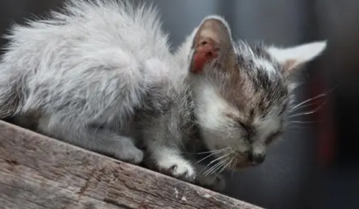 宠物猫被遗弃街头,体重还不到5斤,被带回家半年后胖到压手 宠物猫被遗弃街头,体重还不到5斤,被带回家半年后胖到压手