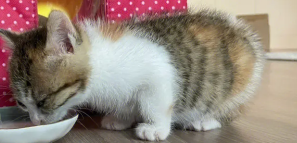 小奶猫喂什么能活
