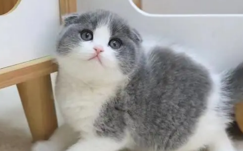 正当梨花开满天涯 苏格兰折耳猫
