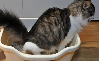 猫咪拉稀怎么拉在地上