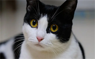 猫咪为什么会叫主人不理他