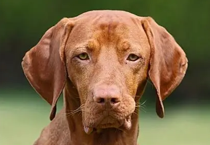 马扎尔犬是什么品种?一文告诉你 马扎尔犬是什么品种?一文告诉你