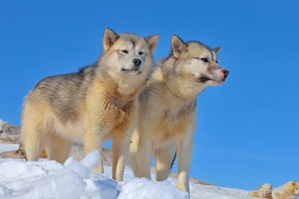 一文详解:格陵兰犬可以养吗? 一文详解:格陵兰犬可以养吗?