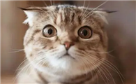 猫咪为什么被人盯上呢