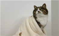 猫咪为什么不喜欢摸毛毯呢