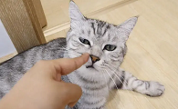 猫咪会反击主人是为什么