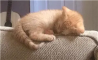 猫咪为什么喜欢掏沙发呢