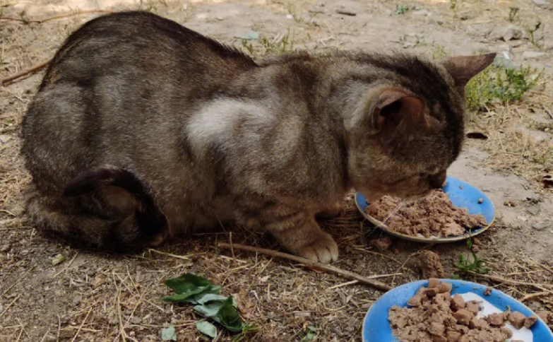 给流浪猫做个全套检查多少钱