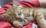 猫咪为啥喜欢看主人睡着