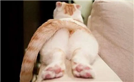猫咪让拍屁股是为什么呢