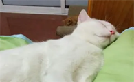 为什么猫咪总是趴在床头上