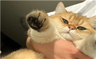 猫咪为什么喜欢你咬我头发呢