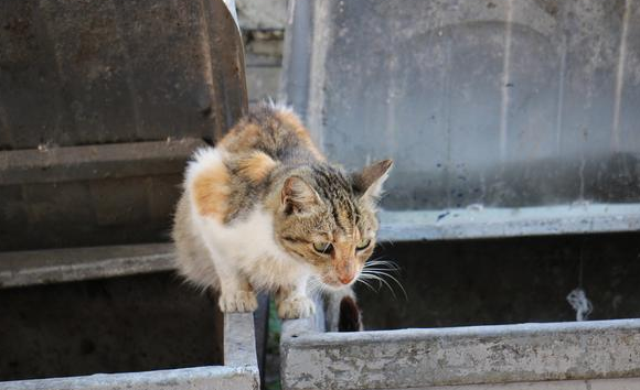 对流浪猫怜悯心太重怎么办