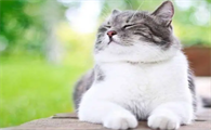 猫经常在家里叫是什么原因