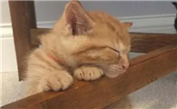 猫咪为什么爱爬桌子腿啊